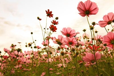 spring flowers